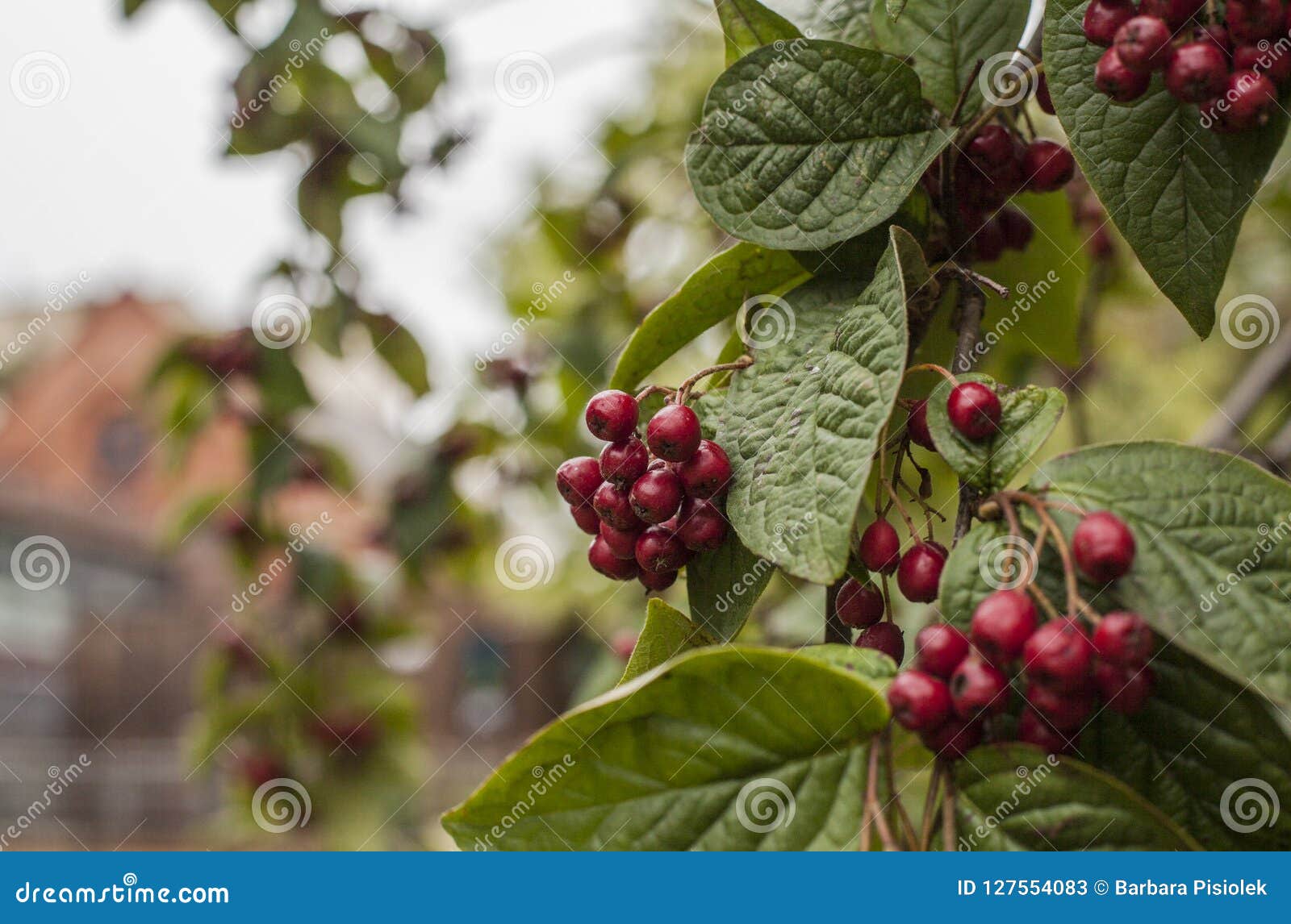 Плодово дърво с тъмночервени листа
