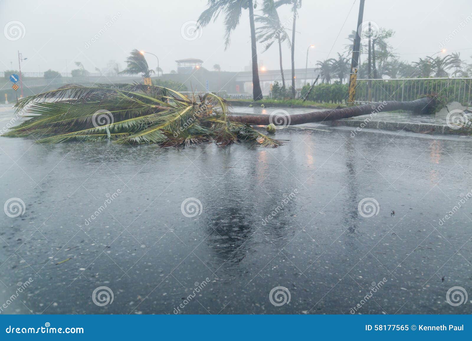 tree and debri in road during typhoon