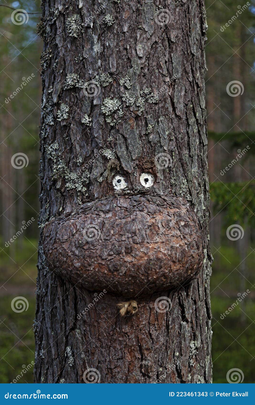 A Tree with Deformity that Has Been Made into a Figure Stock Image
