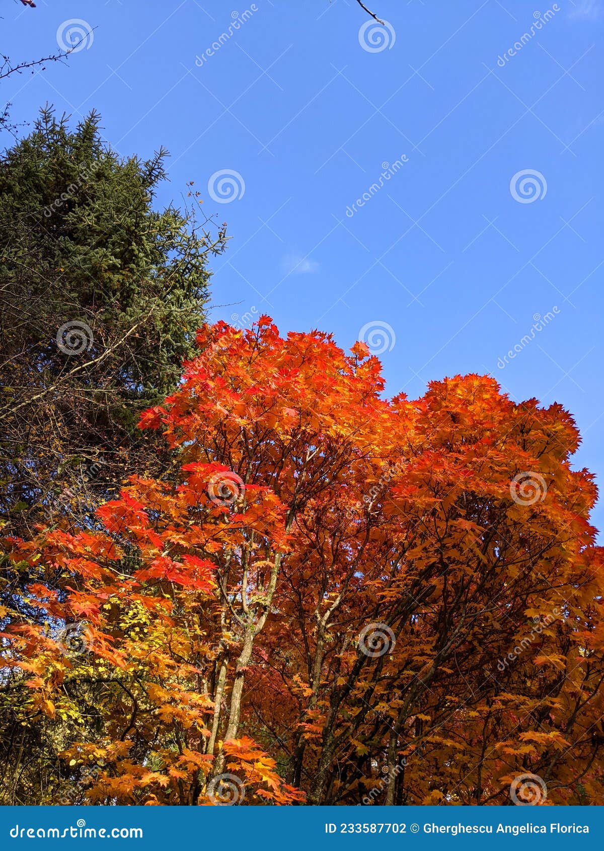 urahon Tree in the Dendrological Park â€žArboretum Silvaâ€ GurahonÅ£ Commune from  Arad County - Romania Stock Photo - Image of garden, environment: 233587702