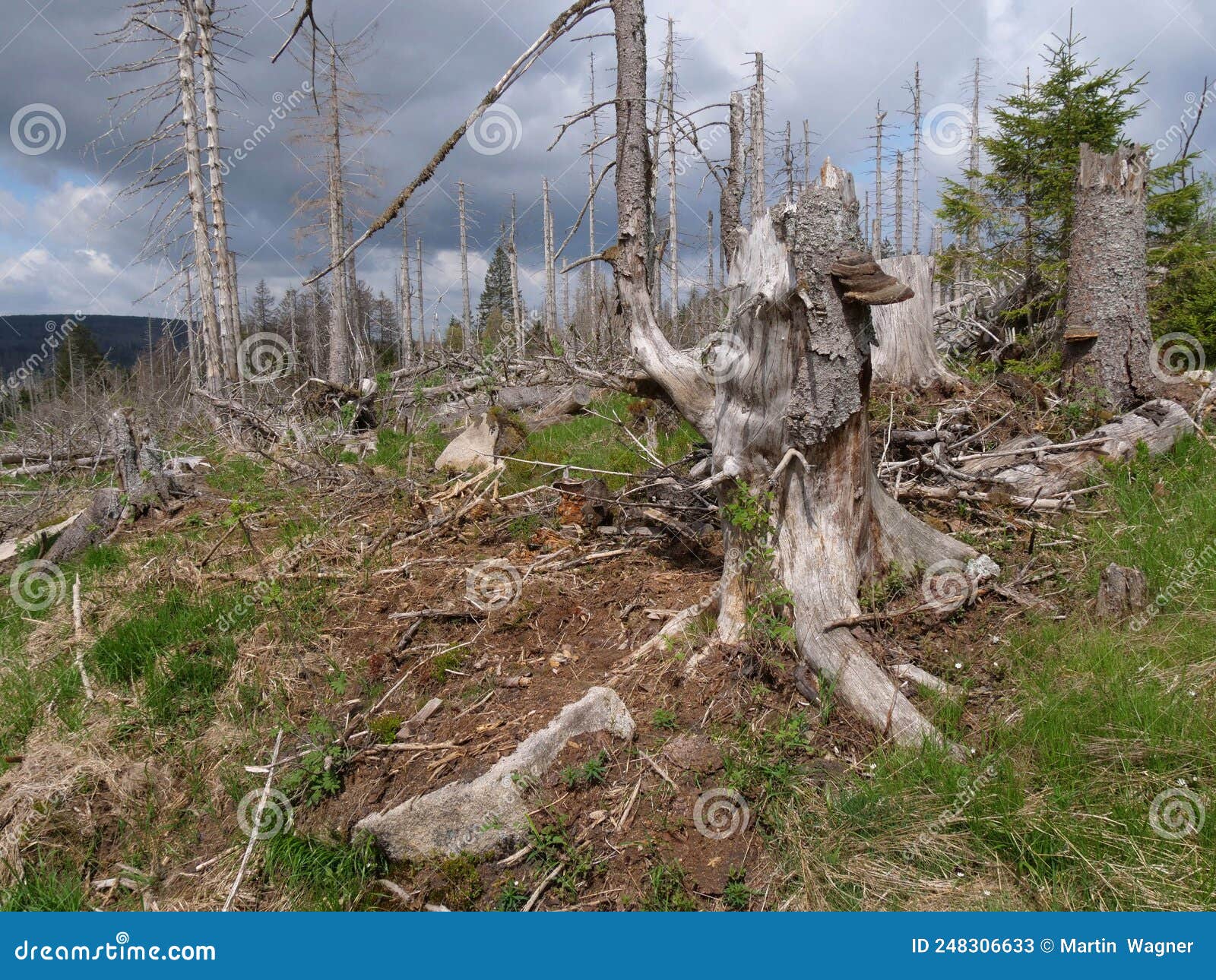 tree dieback in germany in the harz national park