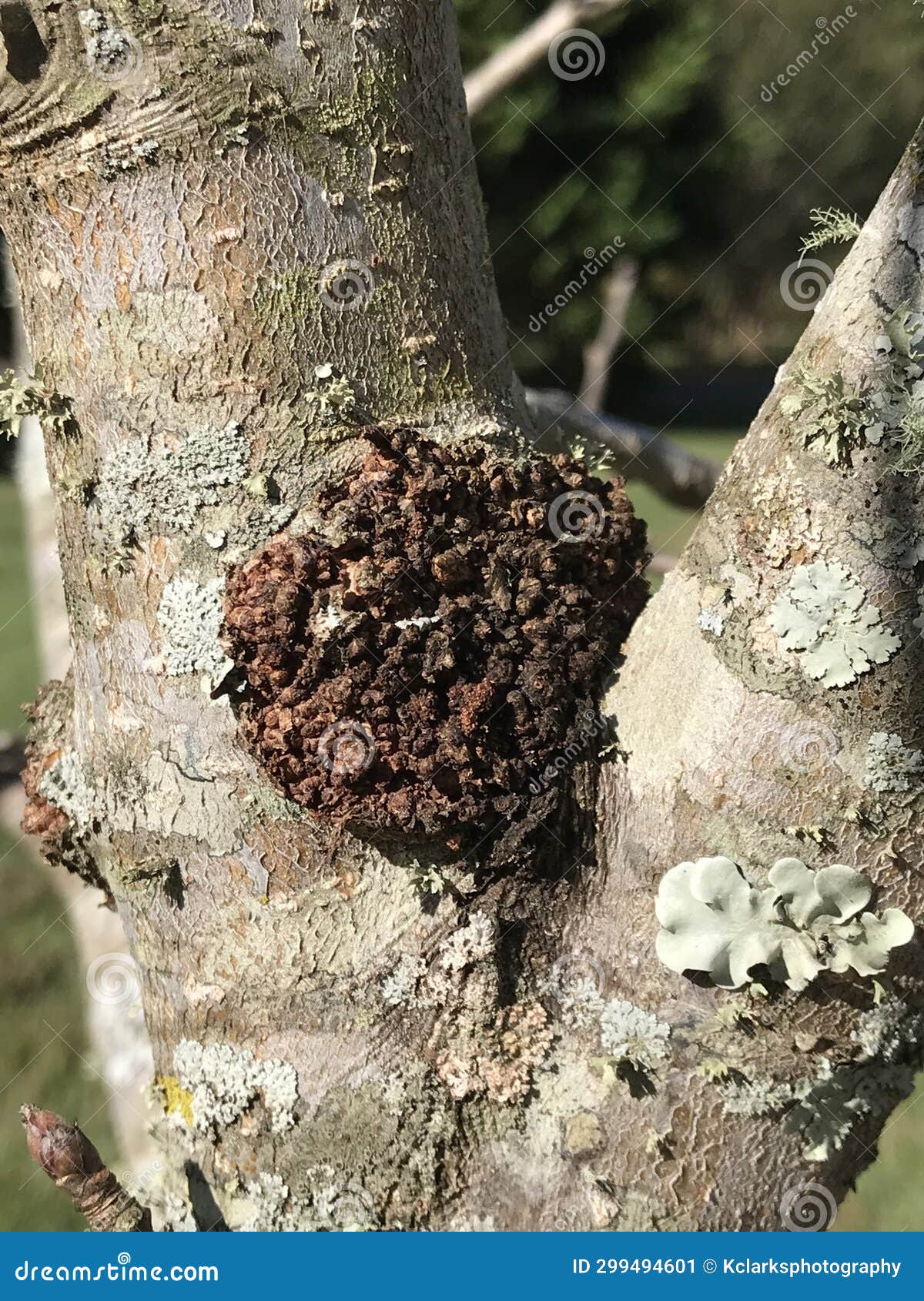 Tree Disease Growth On Yoshino Cherry Tree Trunk Stock Image Image Of tree-disease-growth-on-yoshino-cherry-tree-trunk-stock-image-image-of