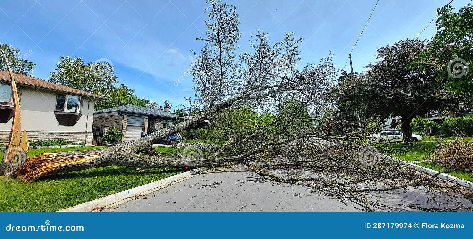 Tree Down on Street in Toronto Editorial Stock Image Image of garden