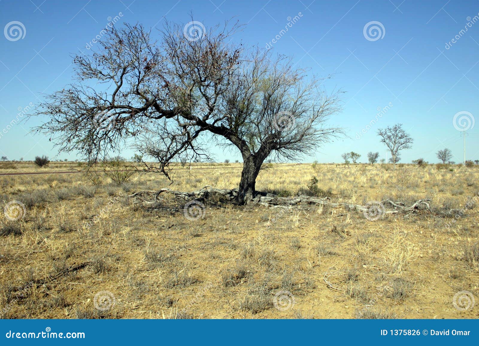 Tree in drought stock photo. Image of queensland, farming 1375826