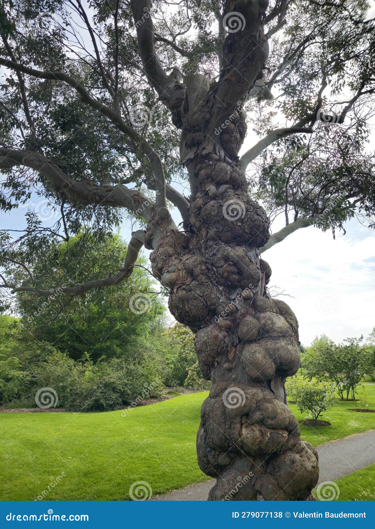 Tree in Dublin Botanical Park Stock Photo Image of produce, leaf 279077138