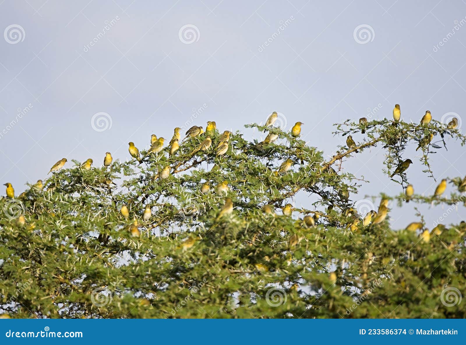 tree-dwelling bird flock in tanzania, artistic, time, space, future, nature