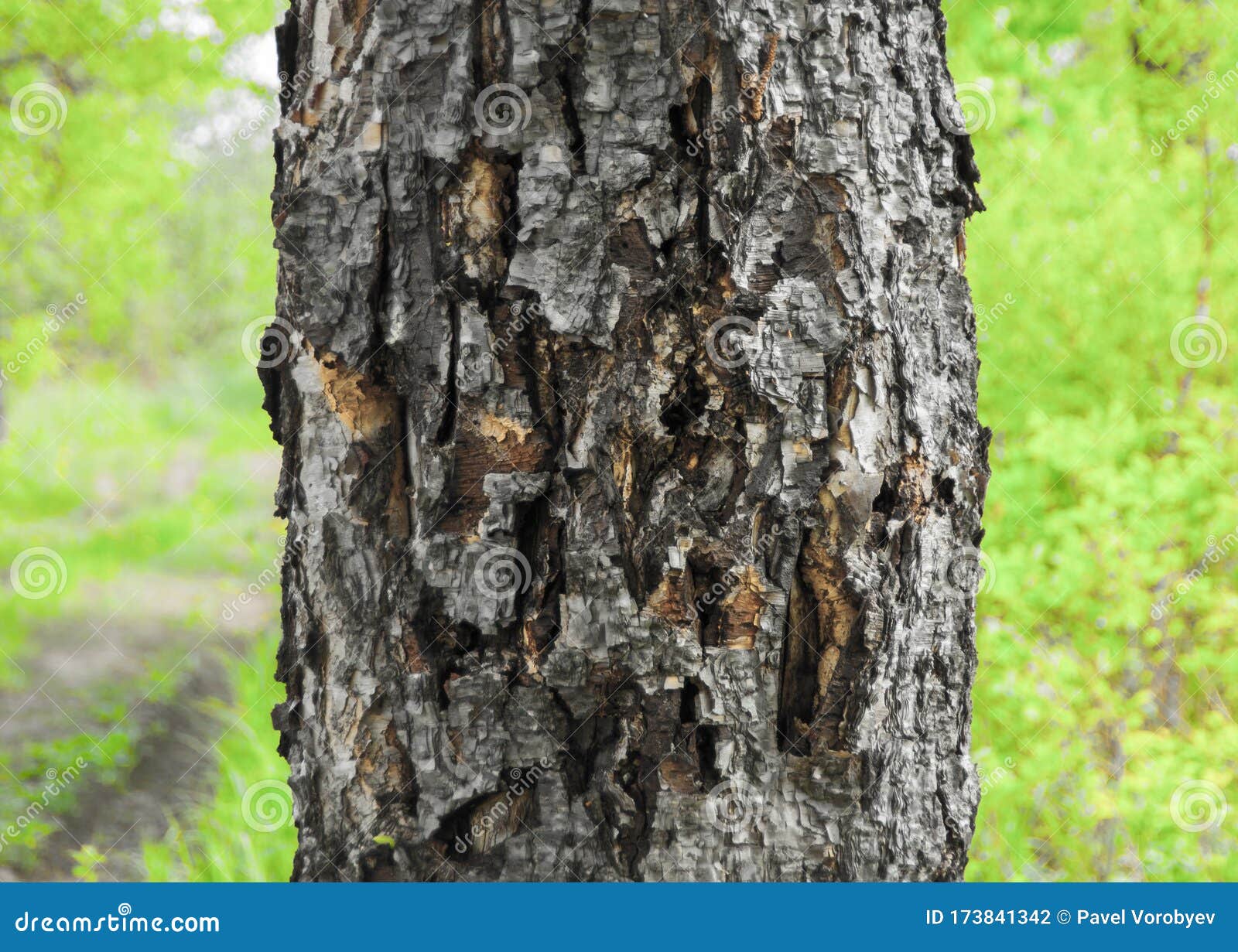 An Old Wounded Tree is Dying Stock Photo Image of dies, away 173841342