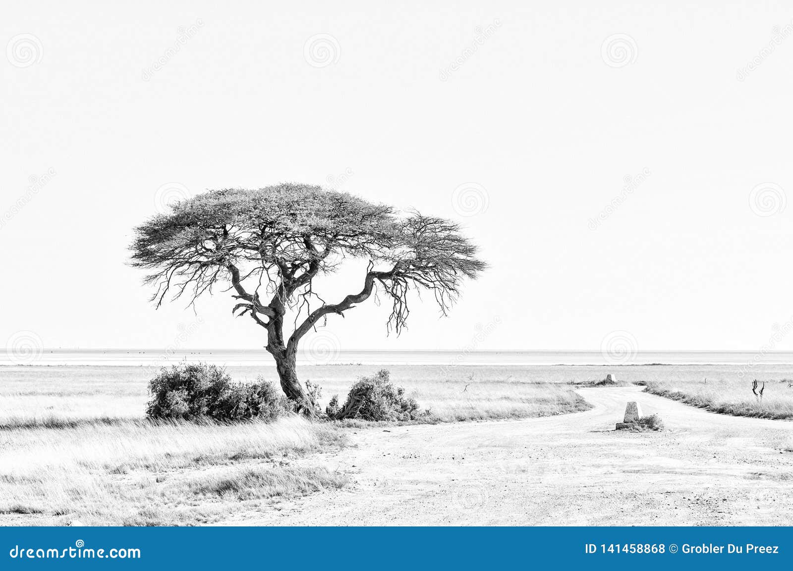 tree with etosha pan in namibia in the back. monochrome