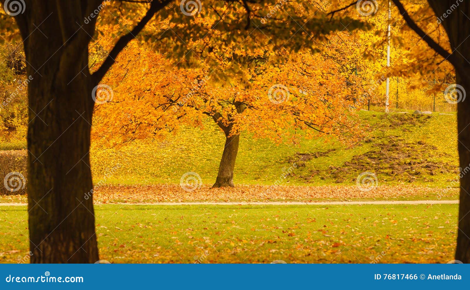 Tree during fall season. stock photo. Image of woodland - 76817466