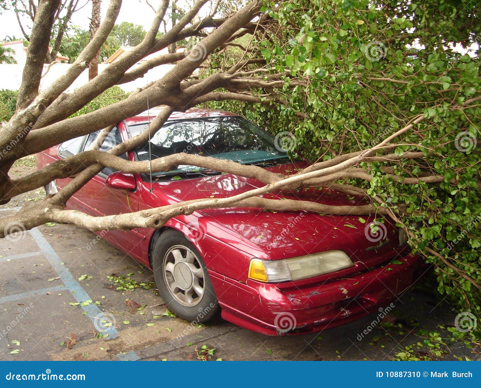 tree falls on car after hurricane