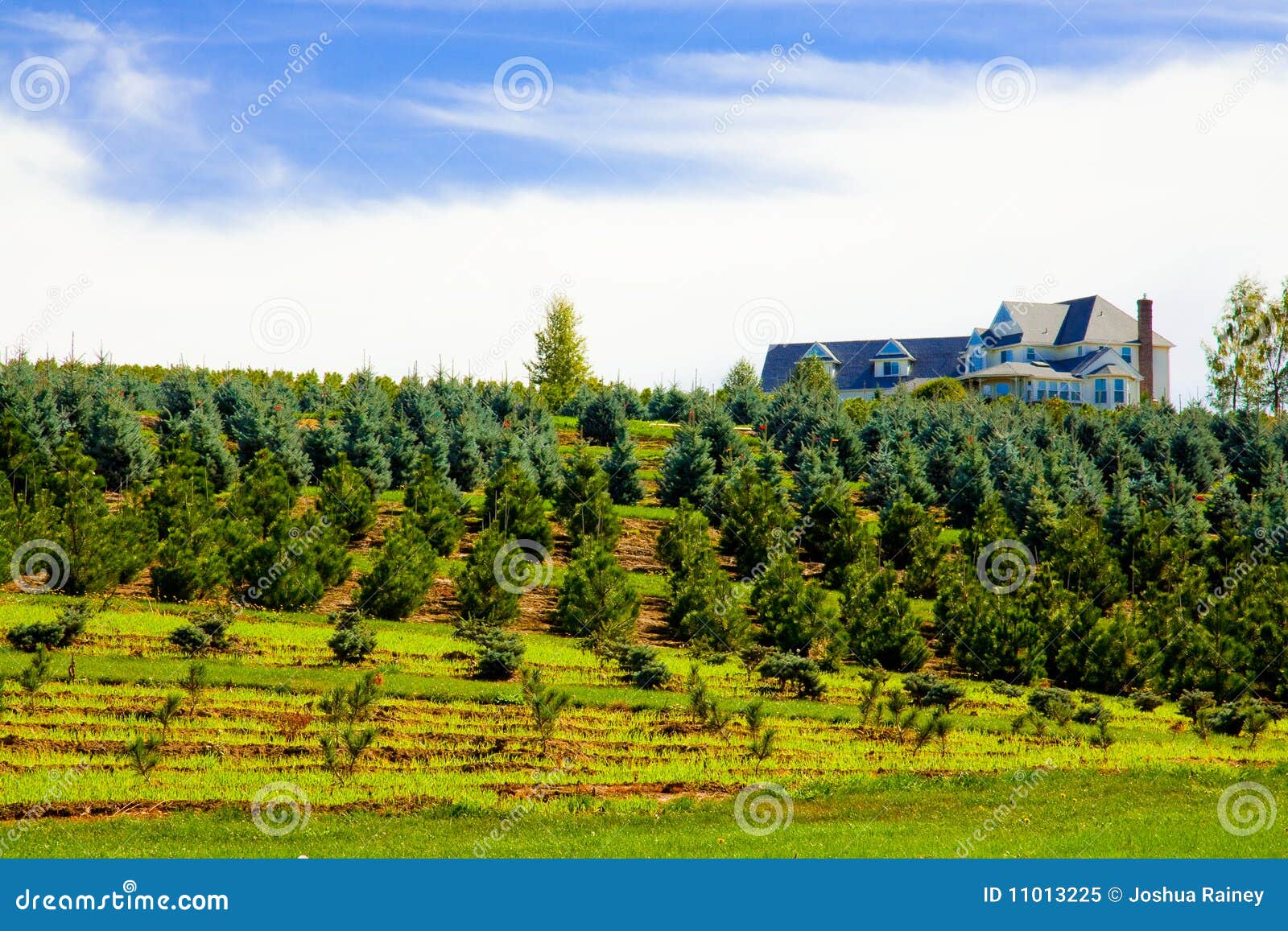 Tree Farm House Ranch stock image. Image of country, farm 11013225
