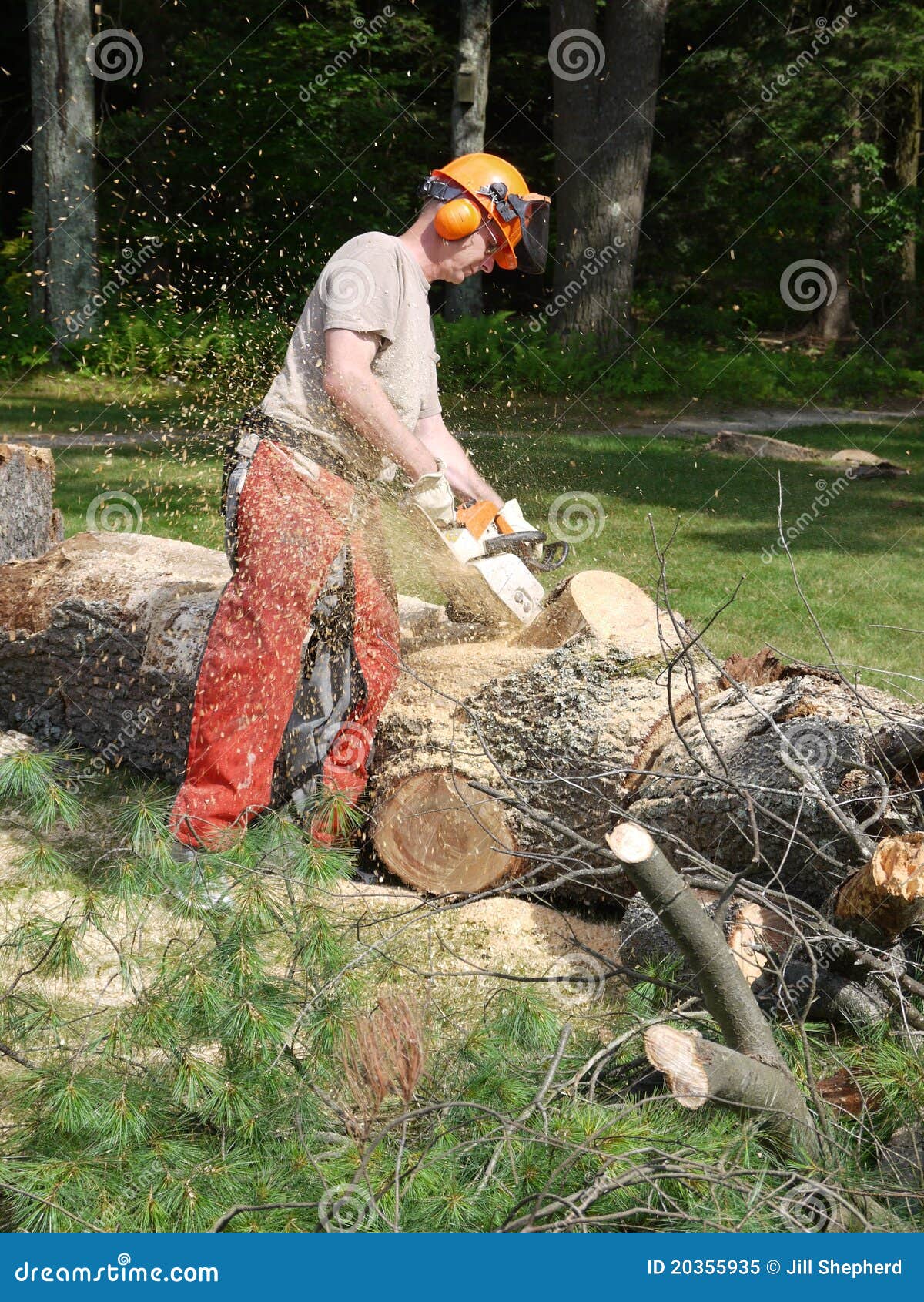 Tree Felling