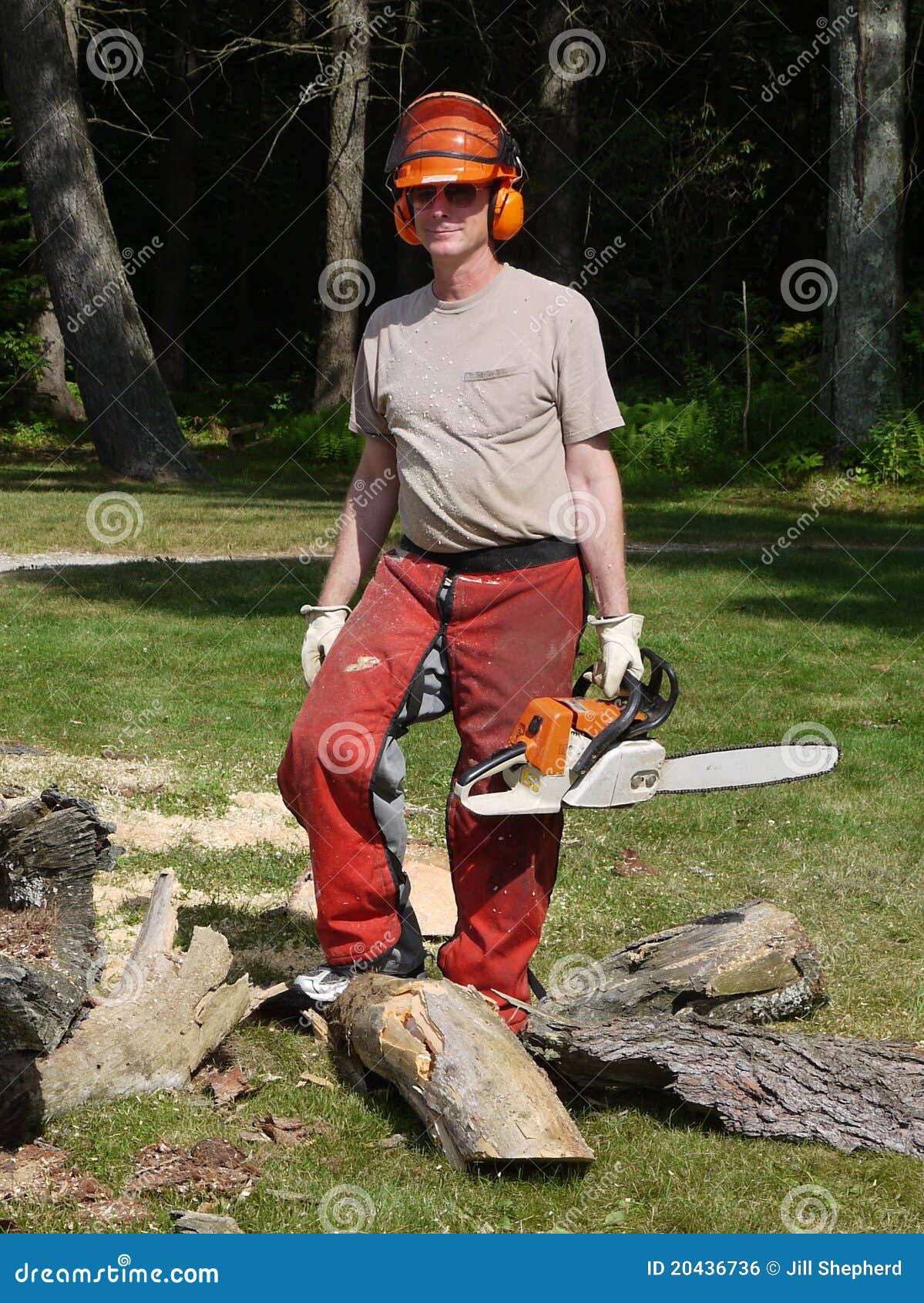 Tree Felling: Lumberjack Man with Chainsaw Stock Photo - Image of ...