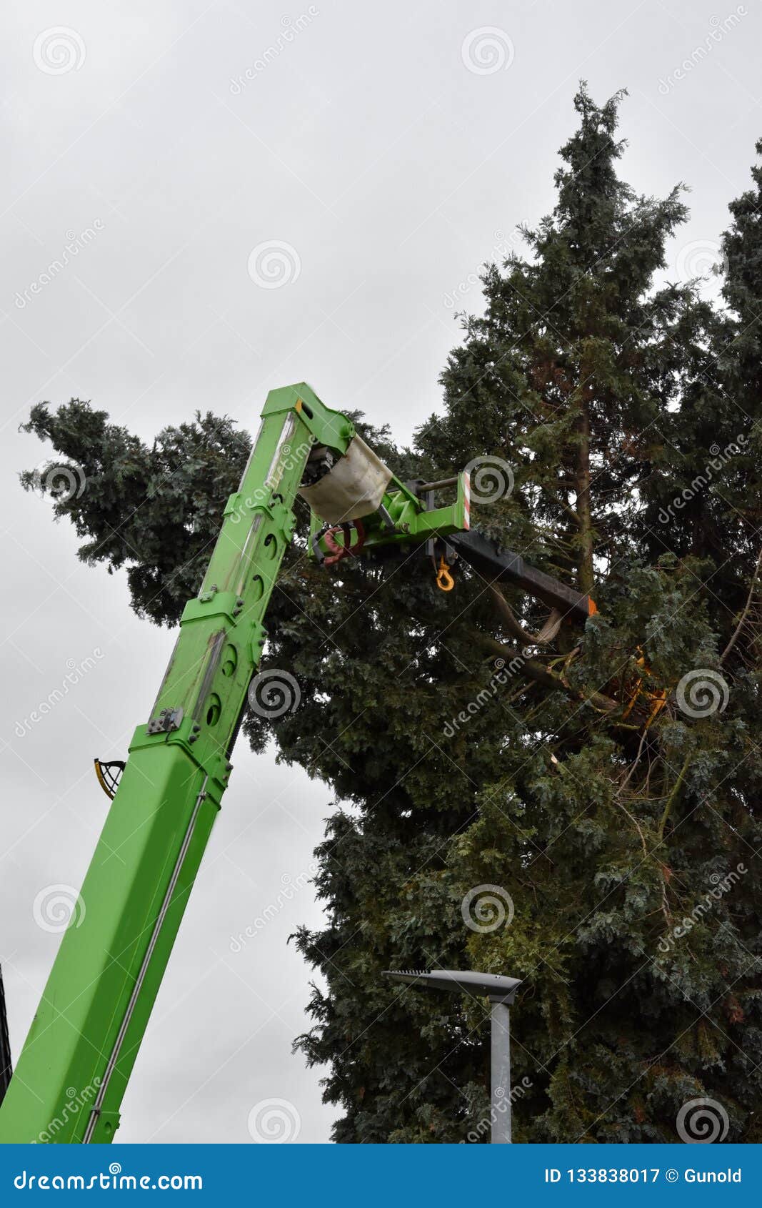 Tree Felling In A Private Garden Stock Image Image Of