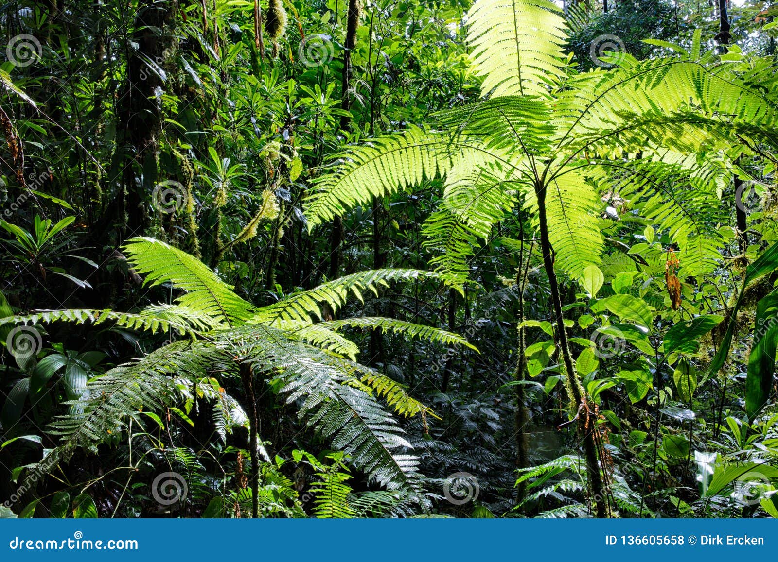 tree fern in amazonian rain forest colombia