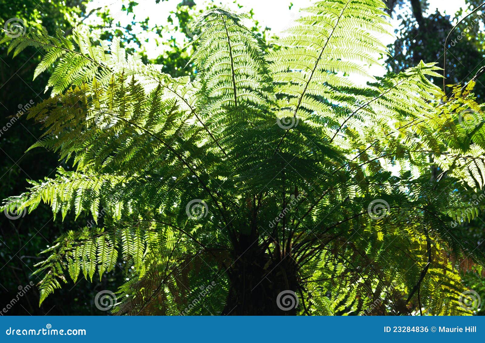 tree fern - backlit