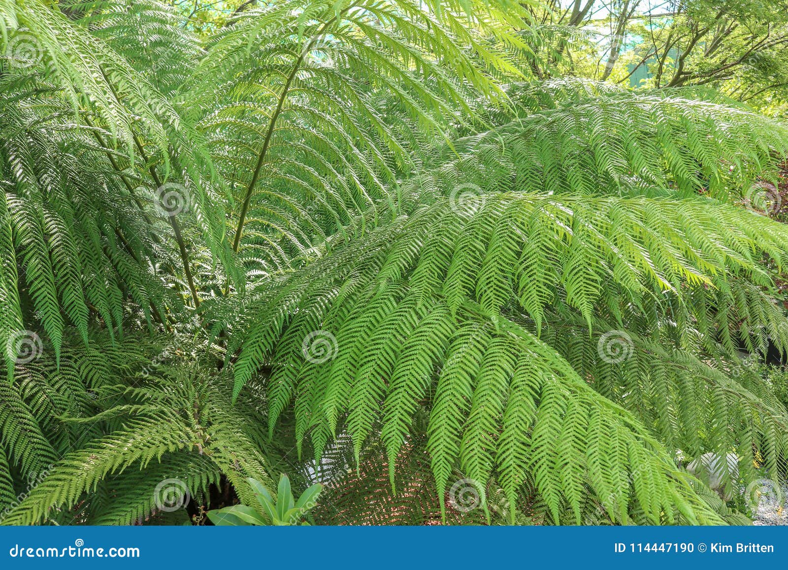 a tree fern cyatheales in a rainforest
