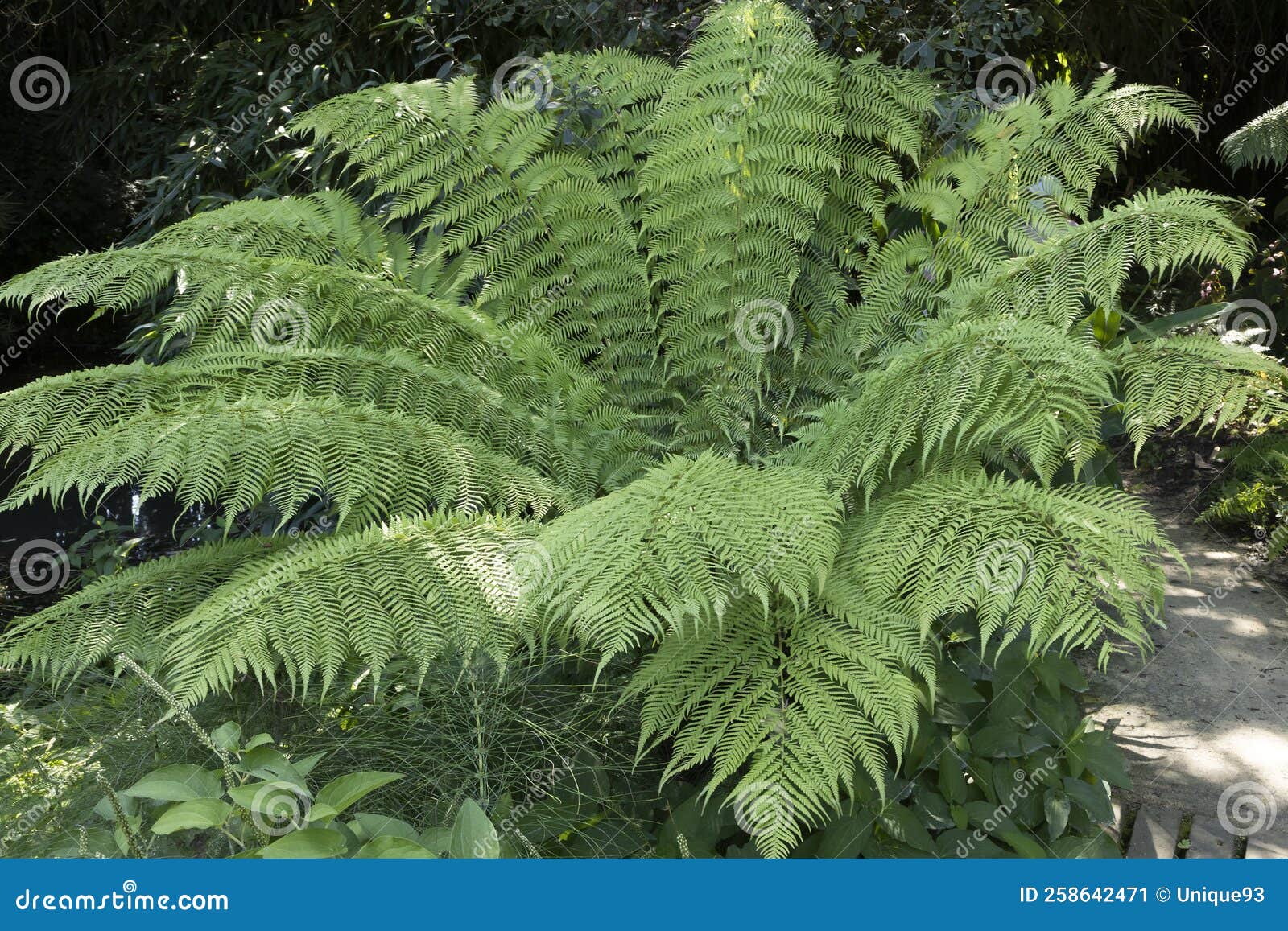 tree fern cyatheales