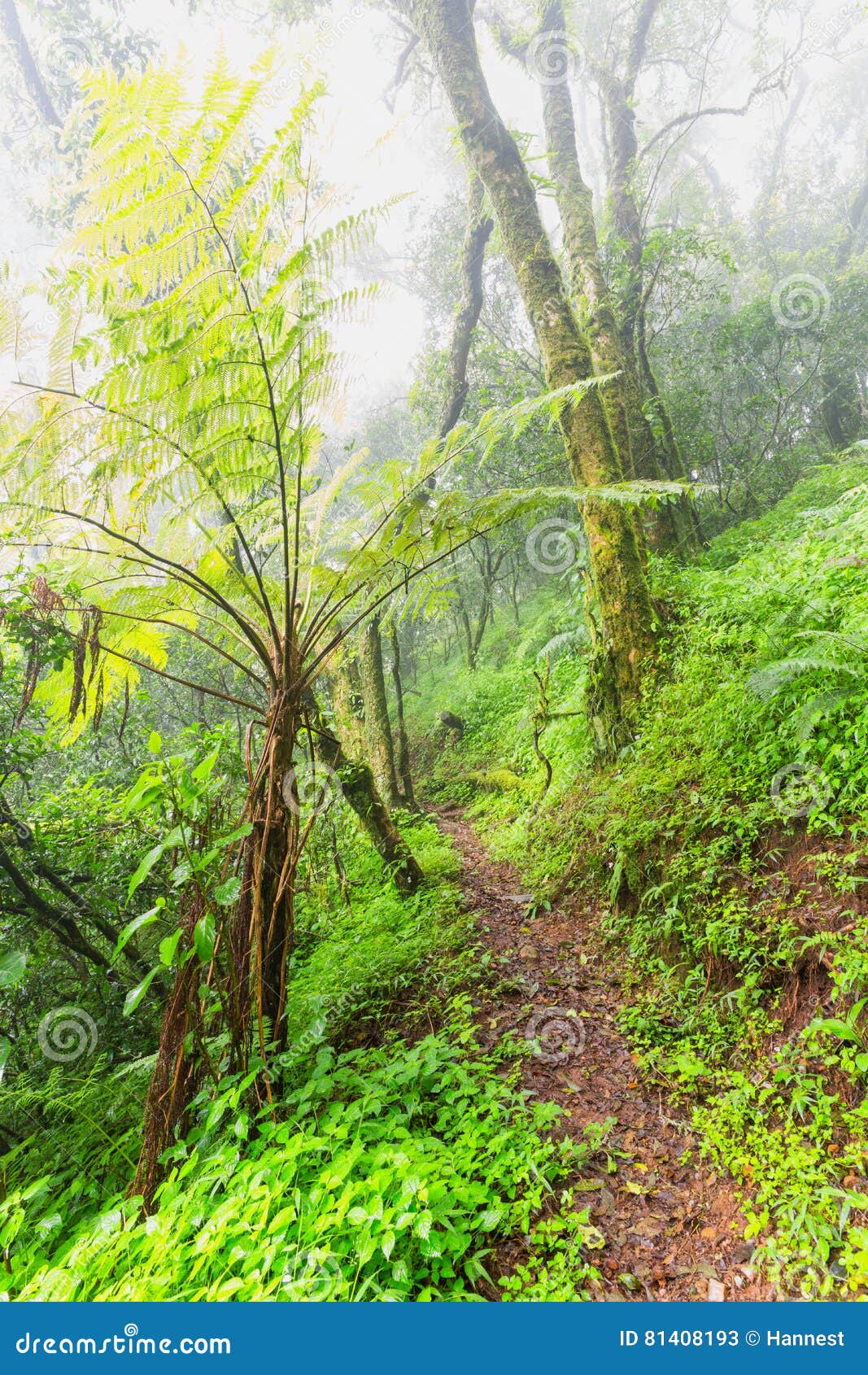 Tree Fern Next To the Foot Path Stock Image Image of foot, fern 81408193
