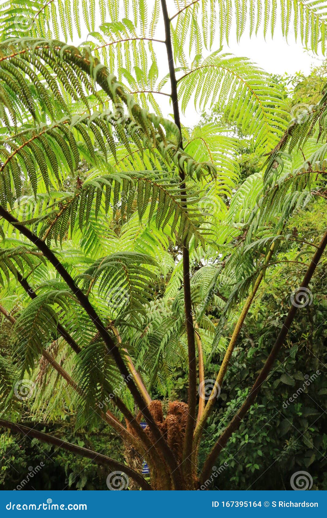 tree fern near pailon falls