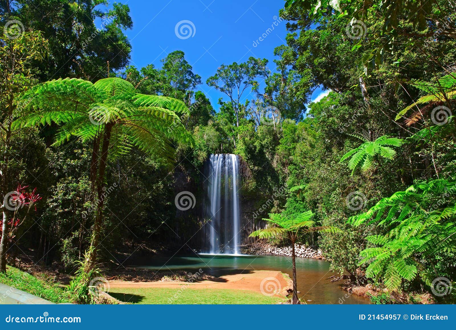 tree fern waterfall tropical rain forest paradise