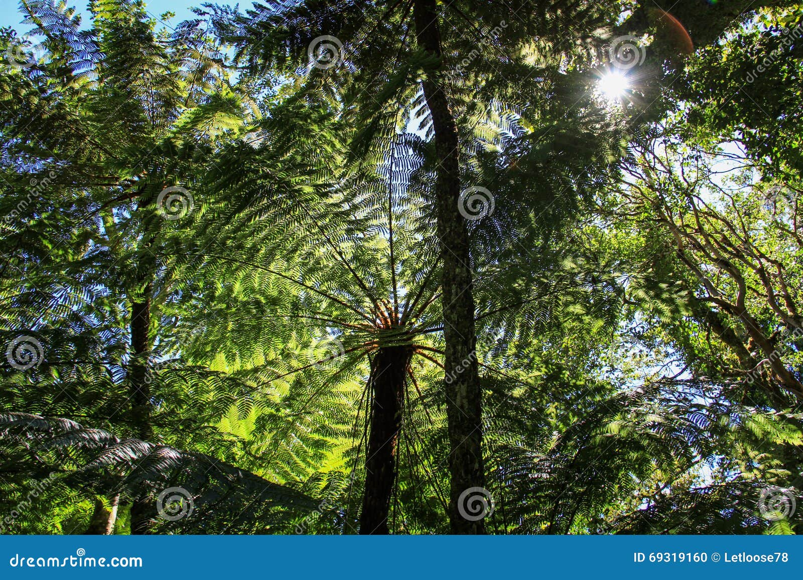 tree ferns, amboro national park, samaipata, bolivia