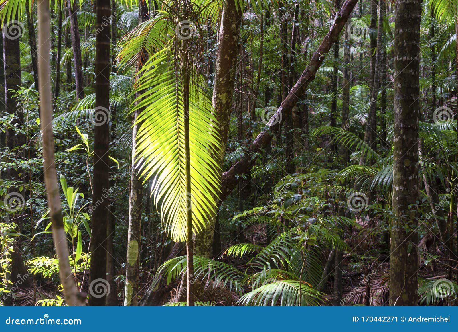 tree ferns cyatheales, temperate rainforest