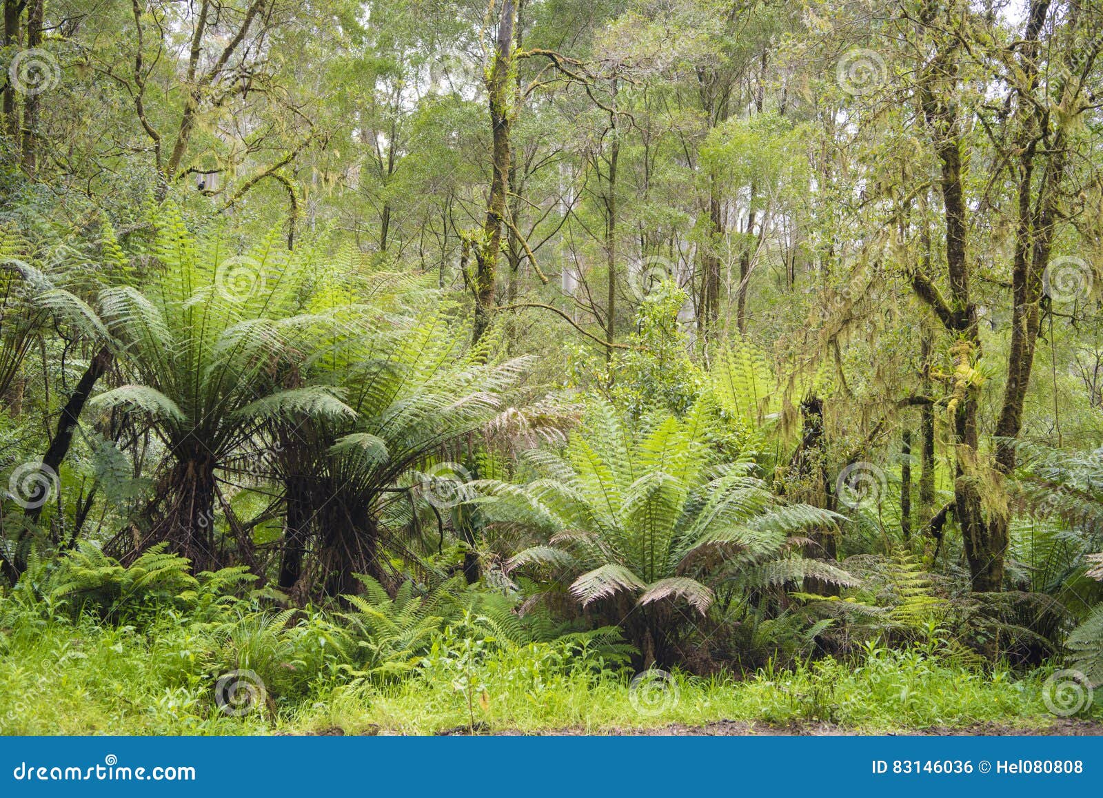 tree ferns in rainforest of otway national park, southern australia, victoria