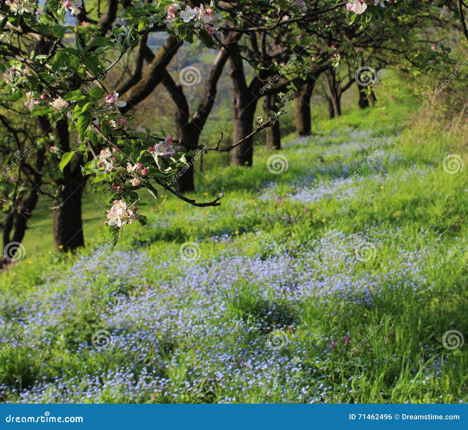 Tree Flowers With A Bed Of Me Nots Stock Photo CartoonDealer