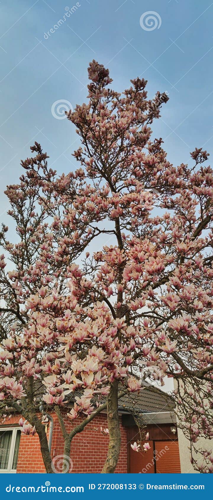 Tree with Flowers and House Stock Image Image of autumn, food 272008133