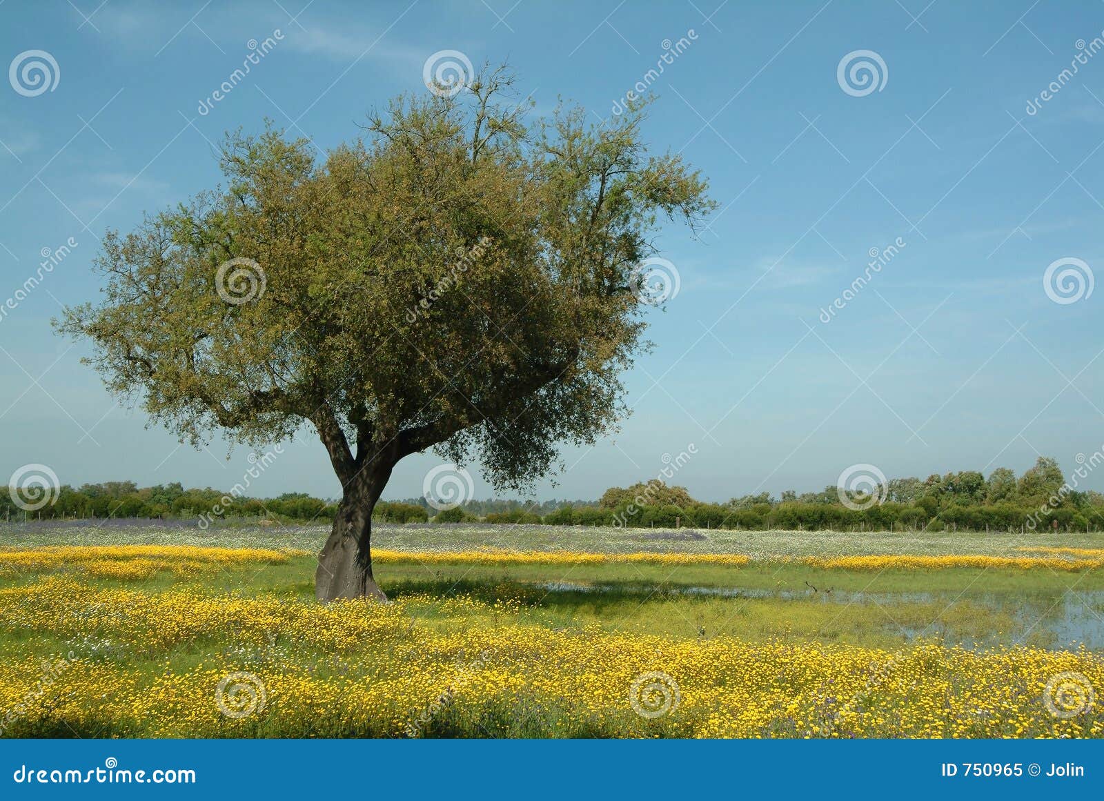 tree in flowery field, springtime
