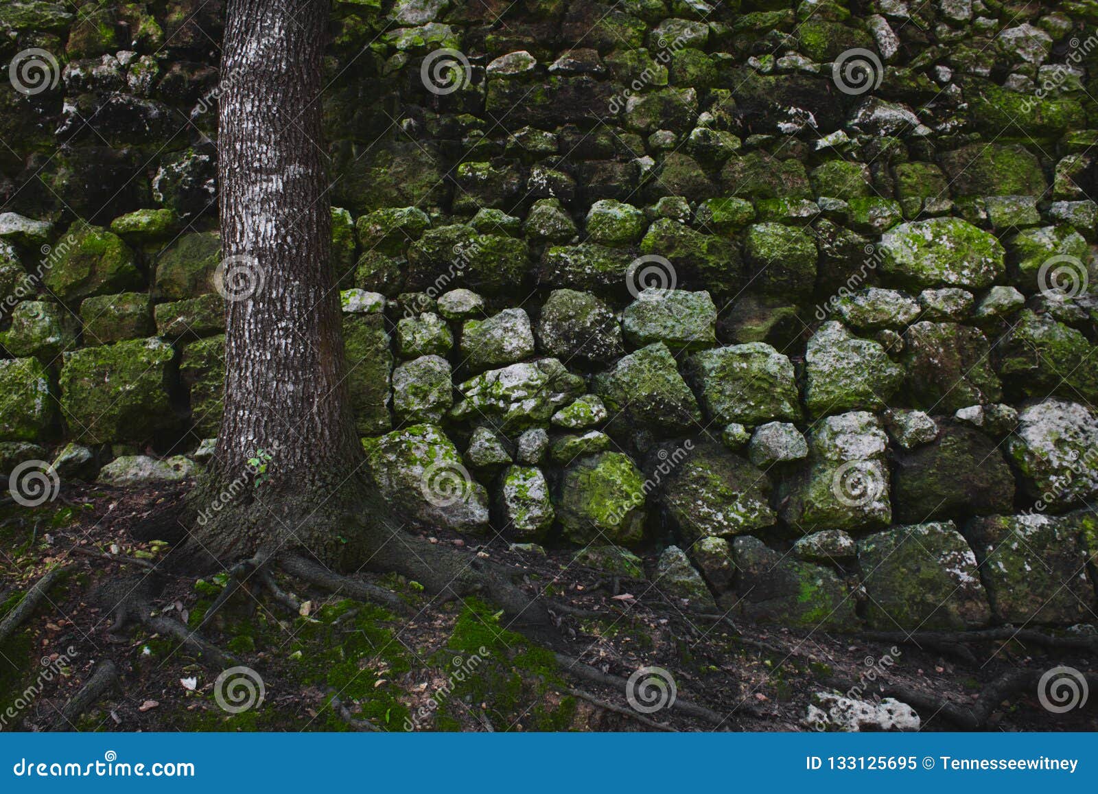A Tree in the Forest Against an Old Rural Stone Wall with Green Moss