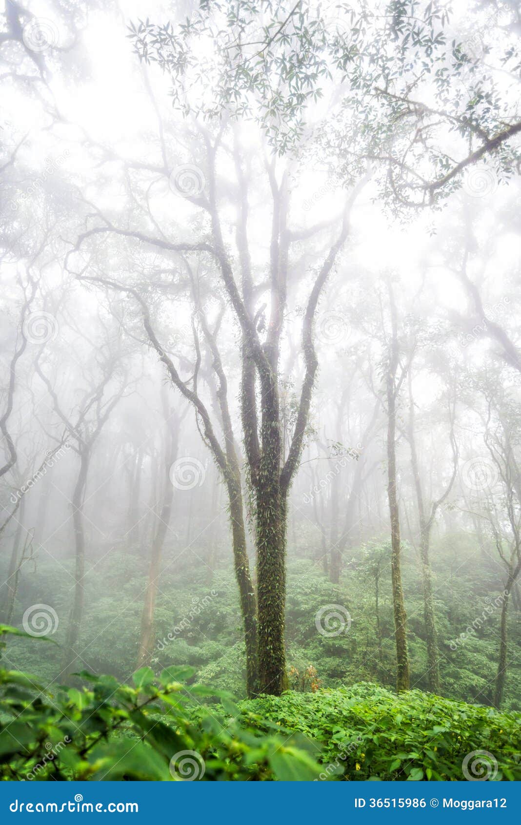 Tree Forest in Autumn Season of Thailand Stock Photo Image of growth