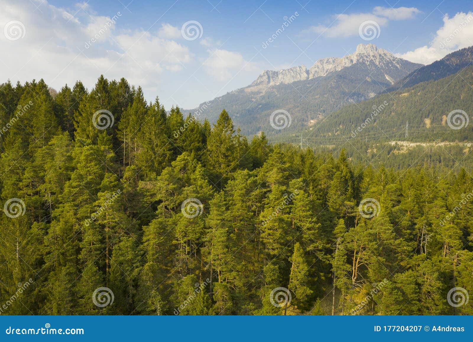 tree of forest in front of mountain saeuling with blue cloudy sky