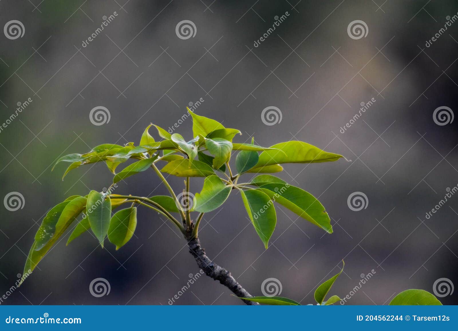 the  mango tree with green leaves india