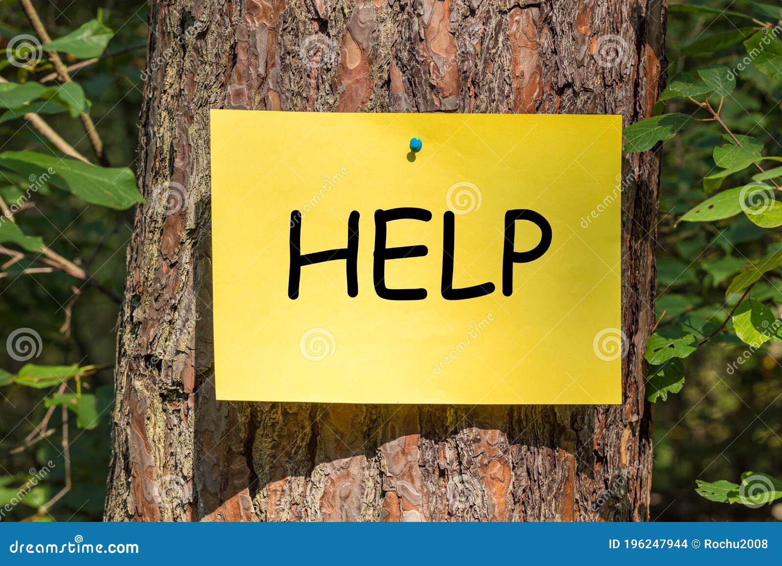 Tree In The Forest With A Yellow Card With The Word Help The Concept Of The Fight To Protect The Green Lungd Of The Earth Stock Photo Image Of Friendly Environment