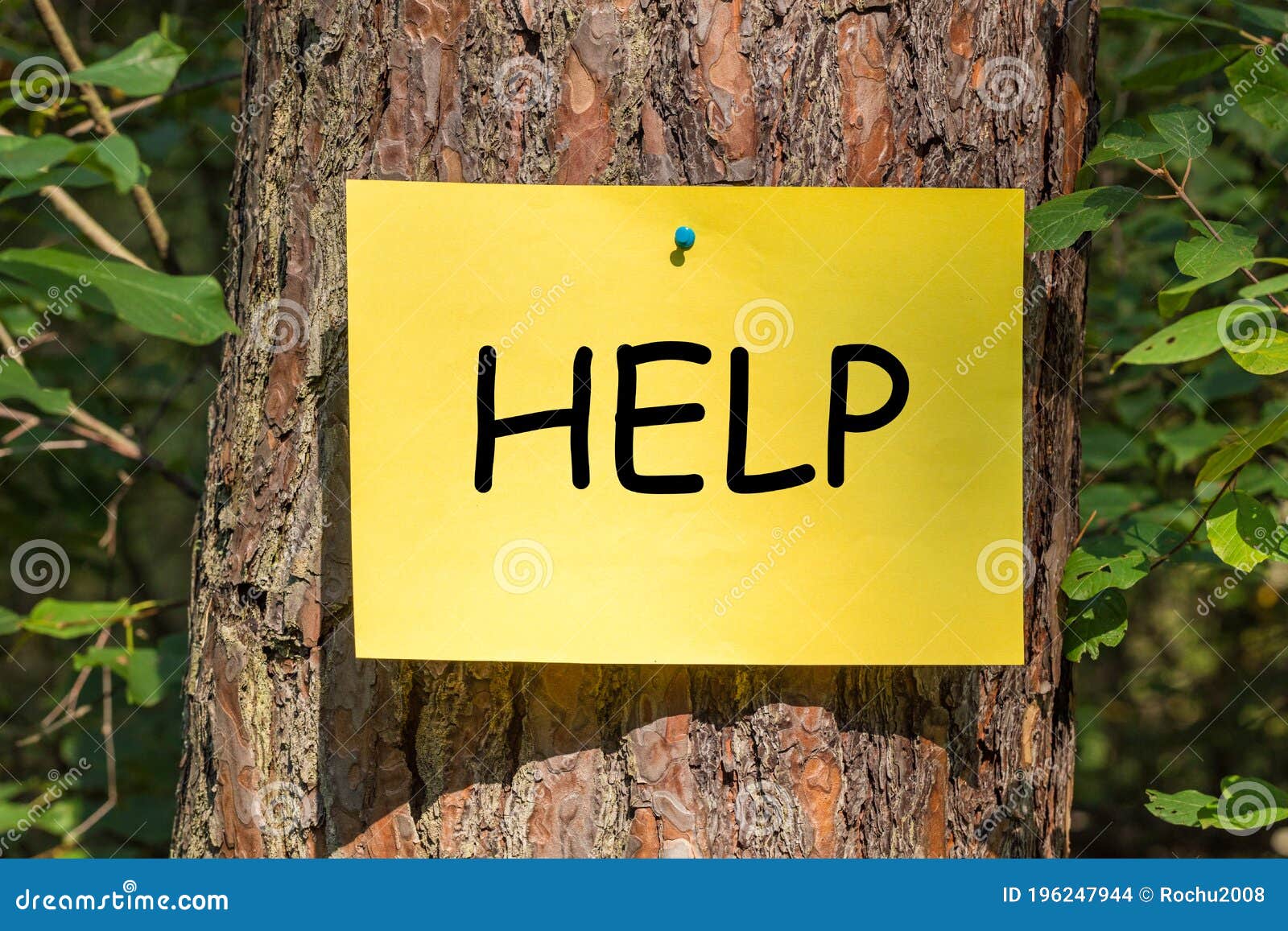 Tree In The Forest With A Yellow Card With The Word Help The Concept Of The Fight To Protect The Green Lungd Of The Earth Stock Photo Image Of Friendly Environment Tree In The Forest With A Yellow Card With The Word Help The Concept Of The Fight To Protect The Green Lungd Of The Earth Stock Photo Image Of Friendly Environment
