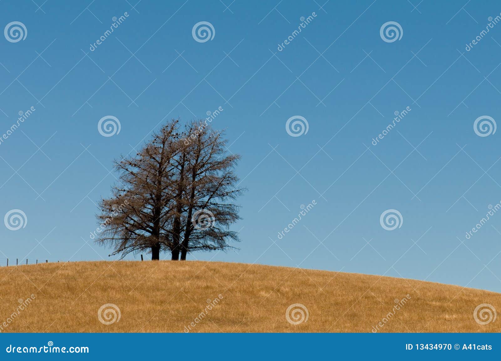 tree formation on a hill of veldt, open grassland
