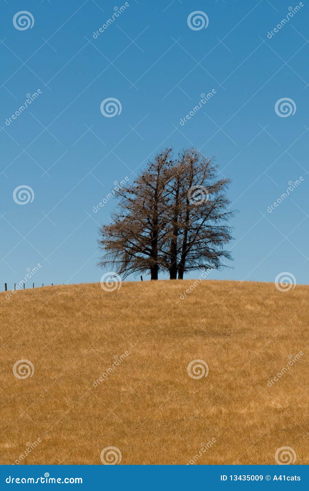 tree formation on a hill of veldt, open grassland