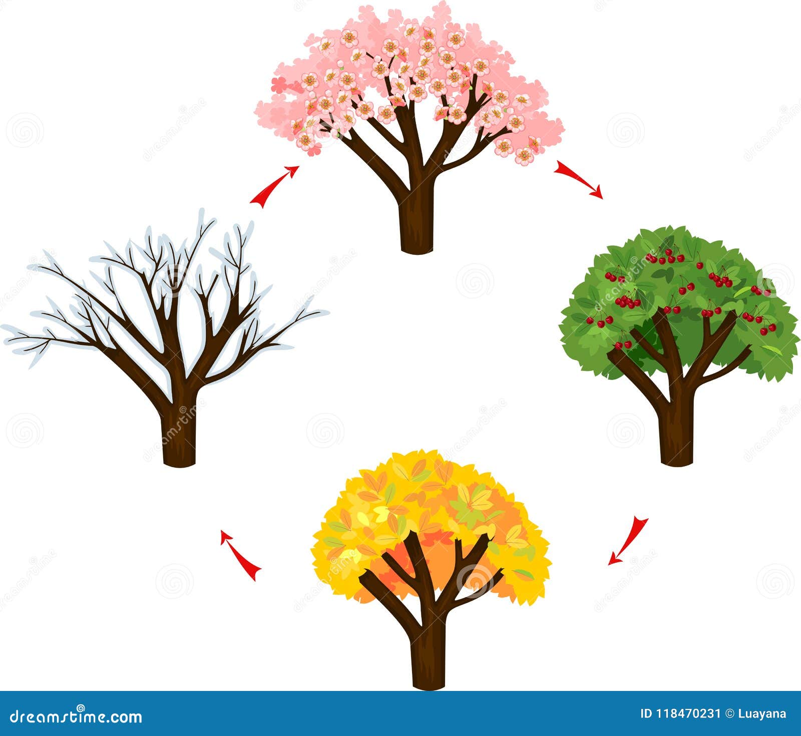 Tree at four seasons stock vector. Illustration of fall - 118470231