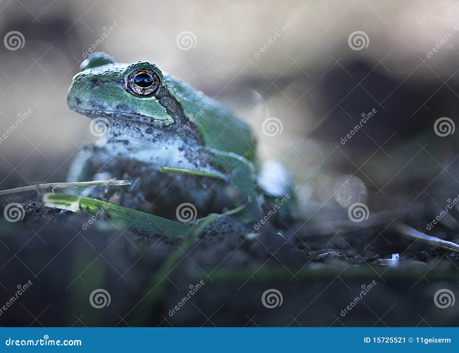Tree Frog