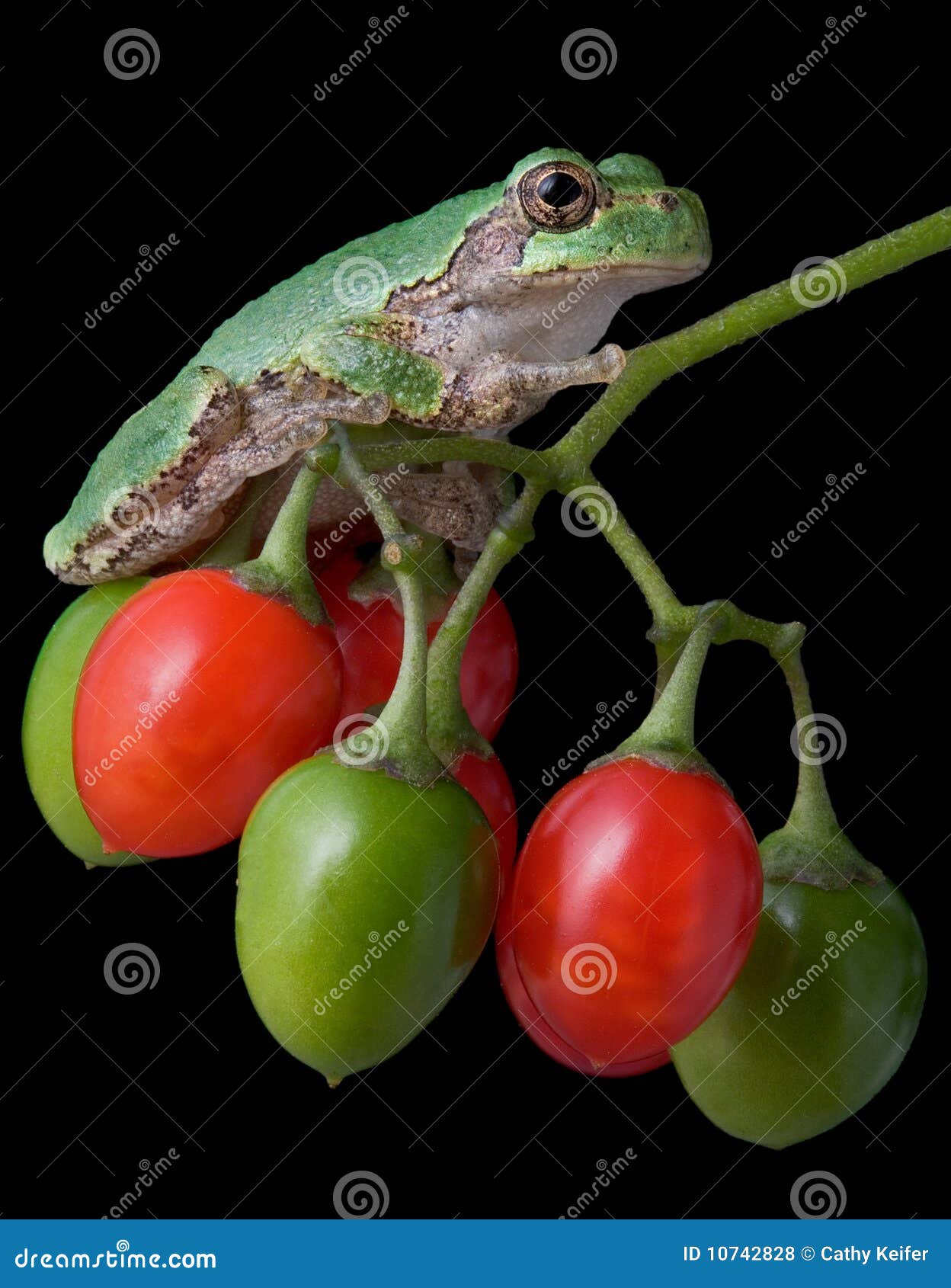Tree frog on berries stock photo. Image of colorful, vertical 10742828