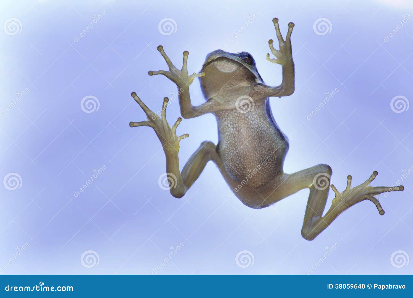 Tree Frog in Blue Backgroud Stock Photo Image of tree, amphibian