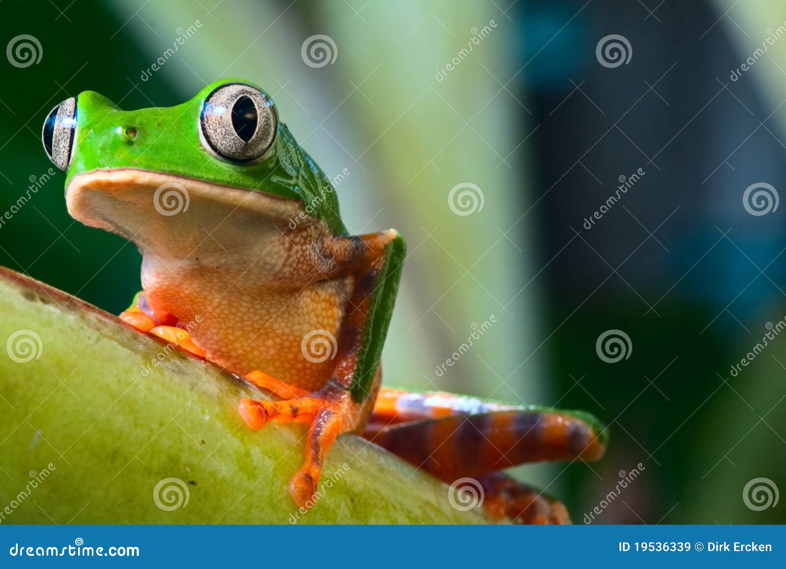 tree frog in brazil tropical amazon rain forest
