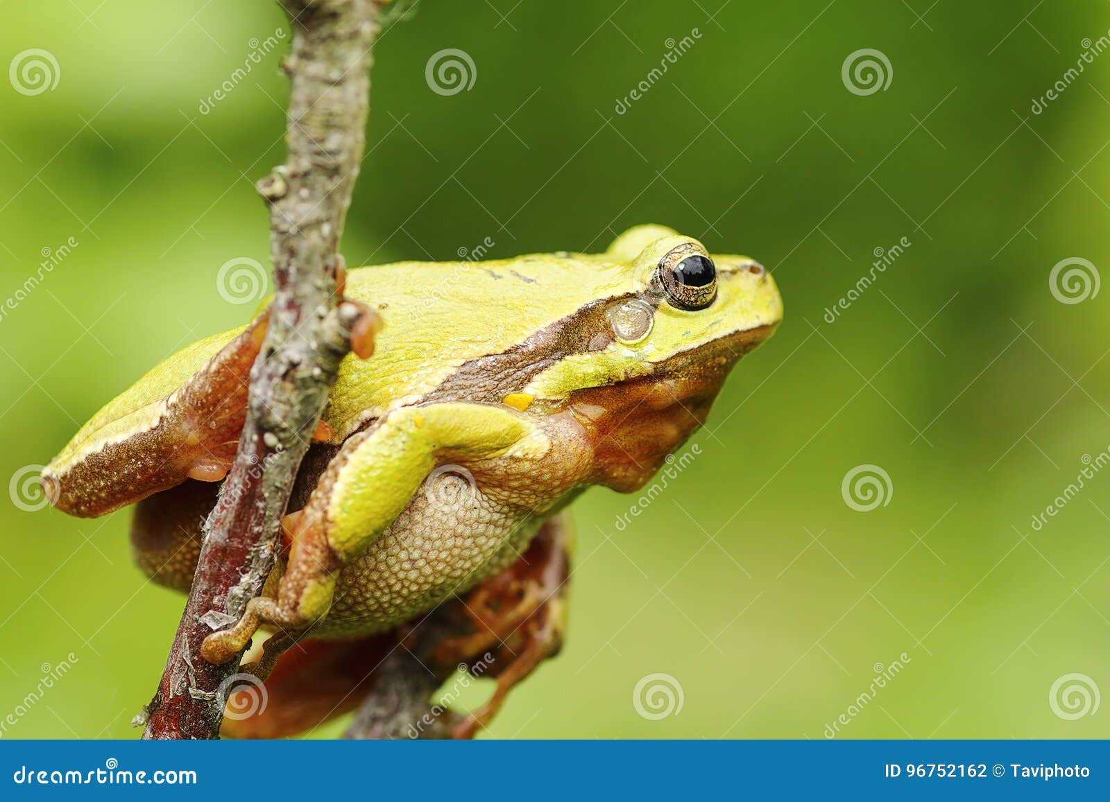 Tree frog climbing on twig stock photo. Image of looking 96752162