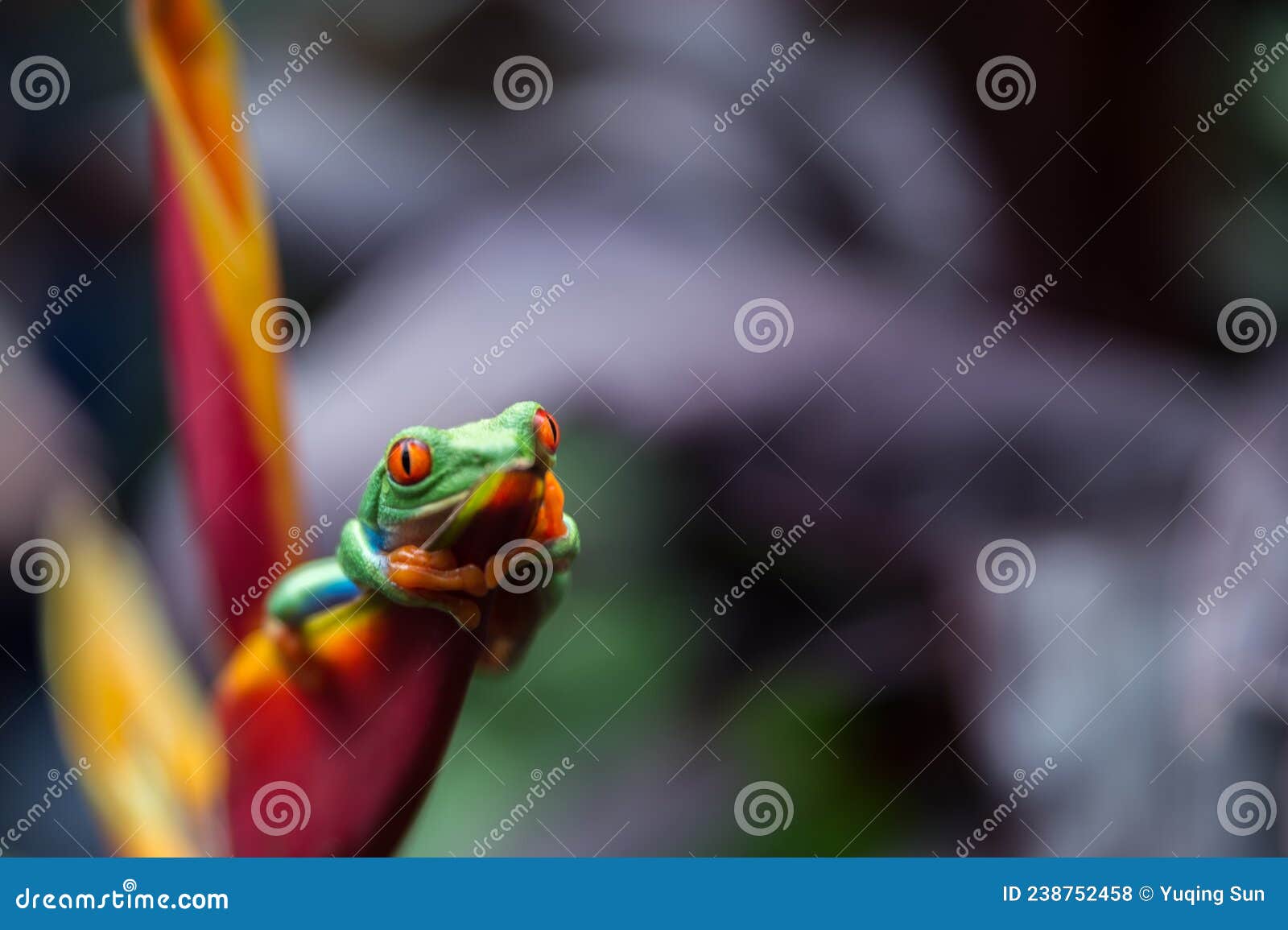 beautiful tree frog in costa rica