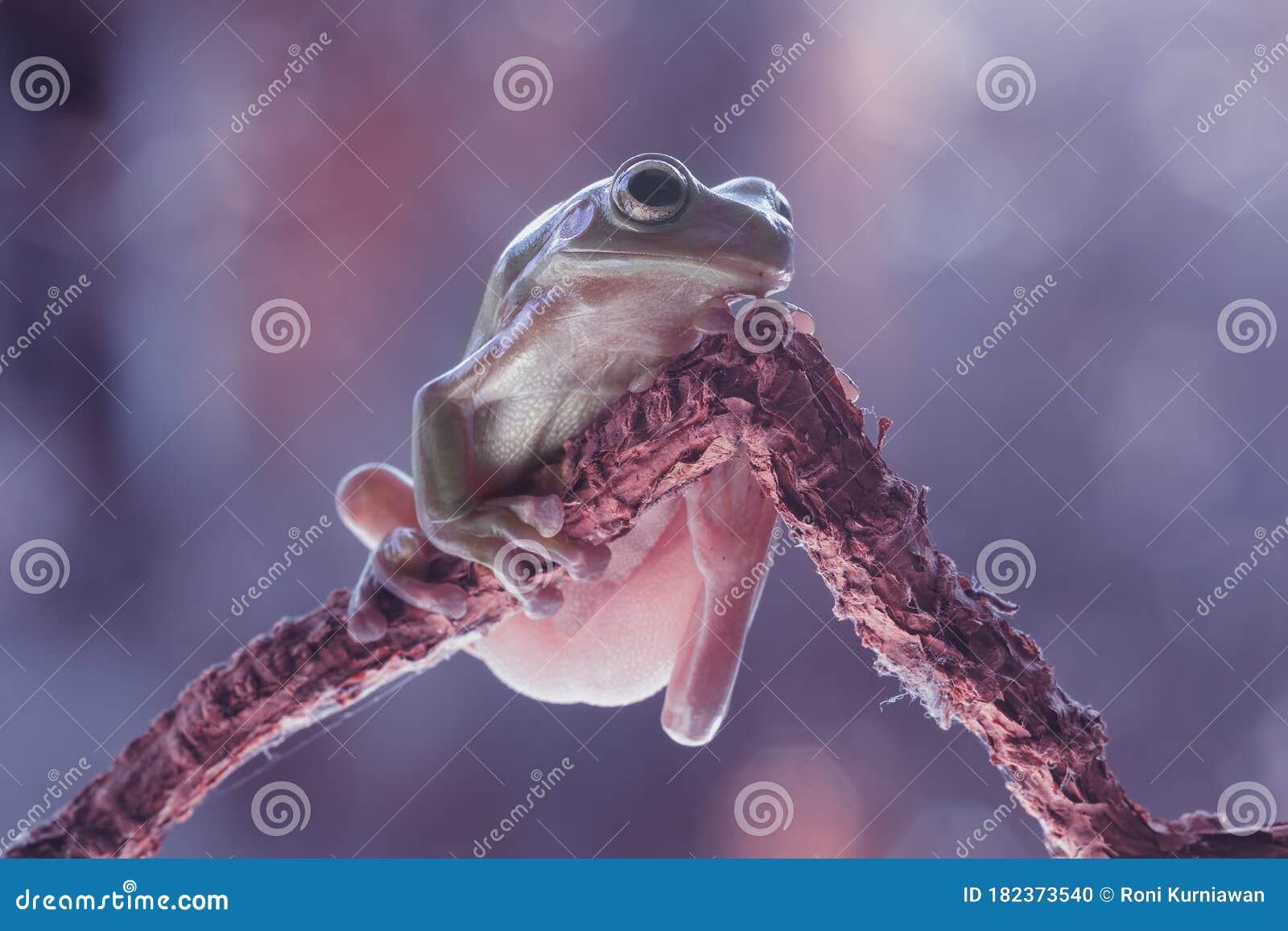 Glass Frog Eating A Spider