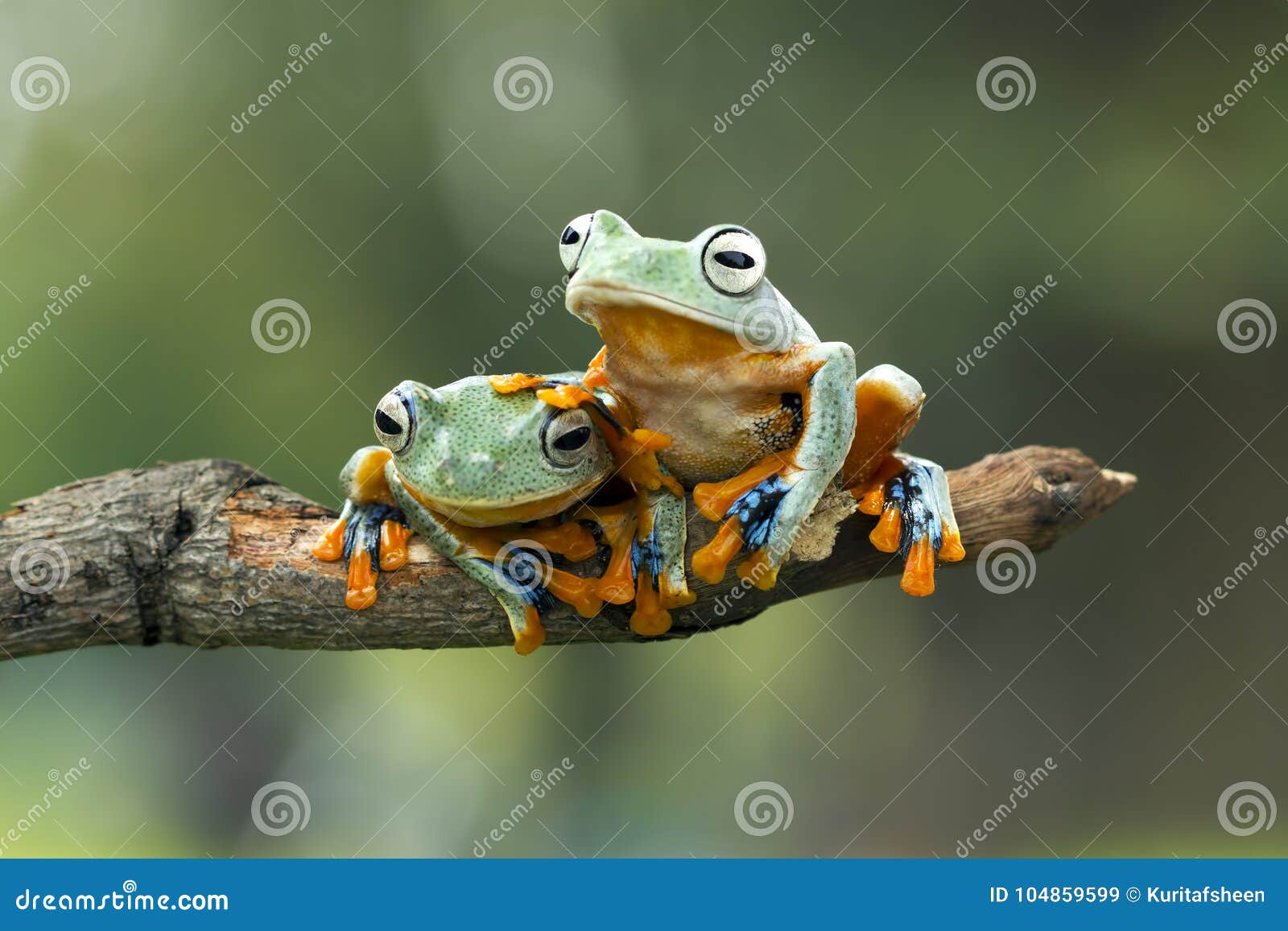 tree frog, flying frog on the branch