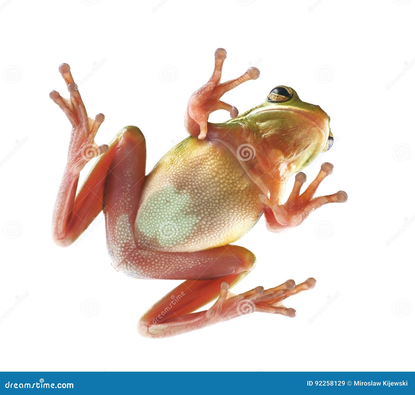 Tree Frog Litoria Infrafrenata, Climbing on the Glass Stock Image