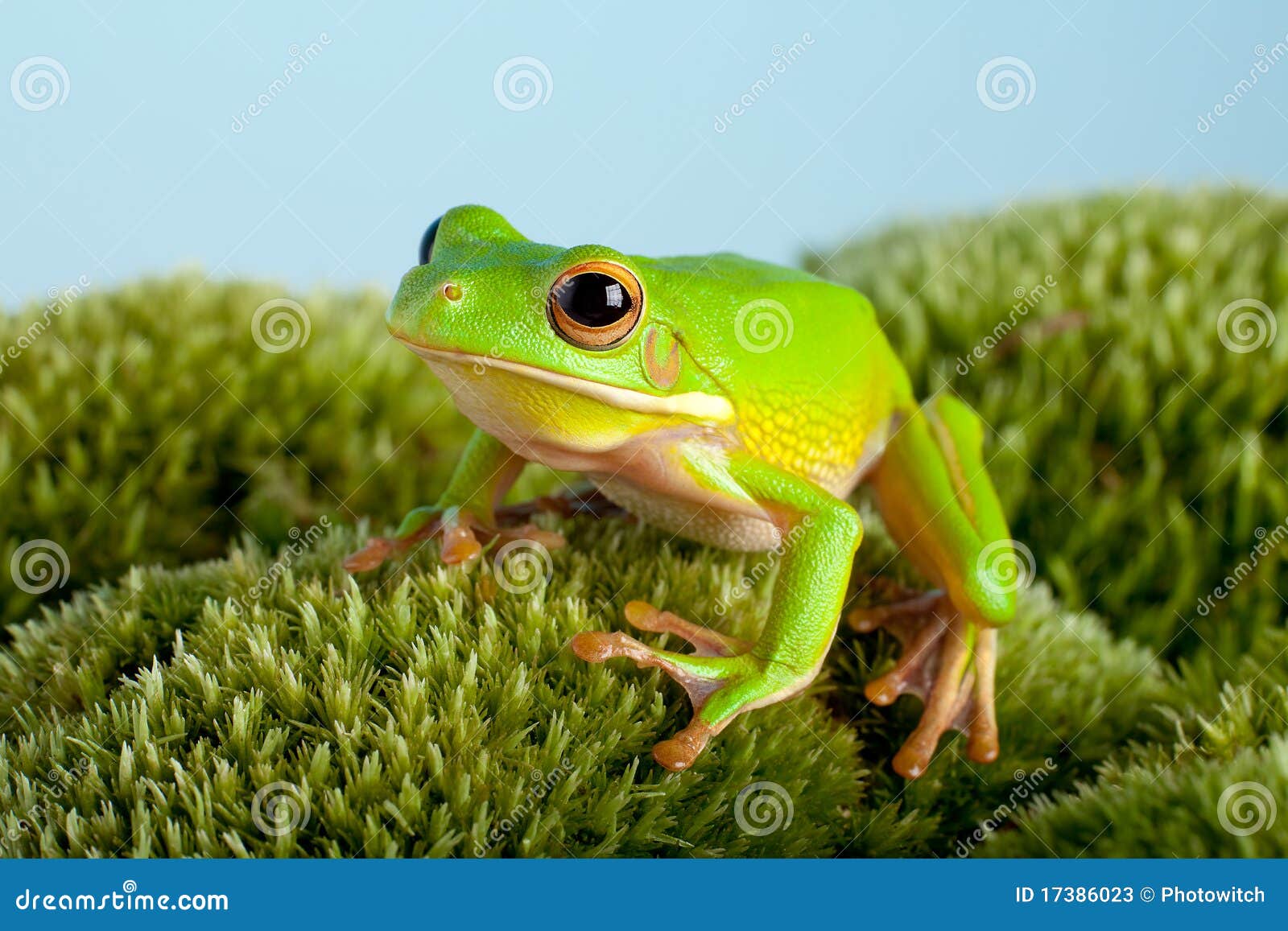 Tree frog on moss stock image. Image of close, animals - 17386023